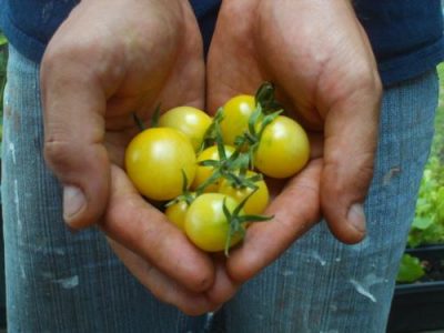 Save Space for Seedlings; Clone Your Tomatoes Image